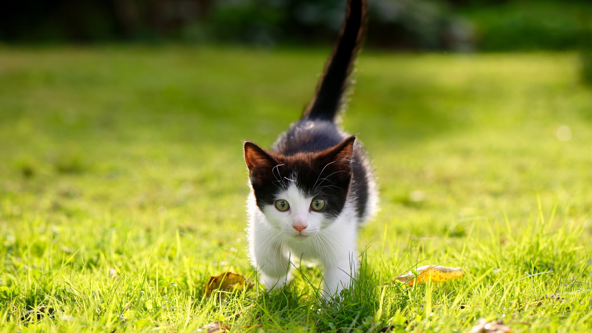 爱游戏电竞官网-中小学体育课试点引入传统武术基础教学，国家将武术内容列入中小学体育教学大纲