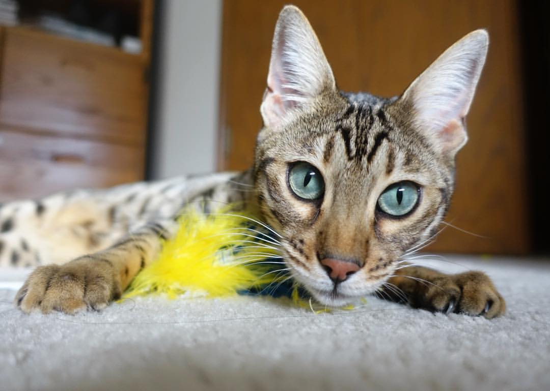 爱游戏app下载-五大联赛替补球员出场时段是否集中在比赛特定阶段,五大联赛引援