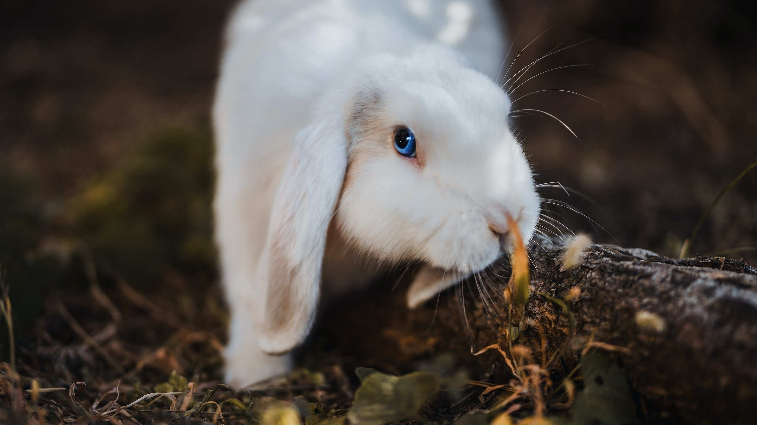 -内线节奏慢是否有助于阵地战稳定推进