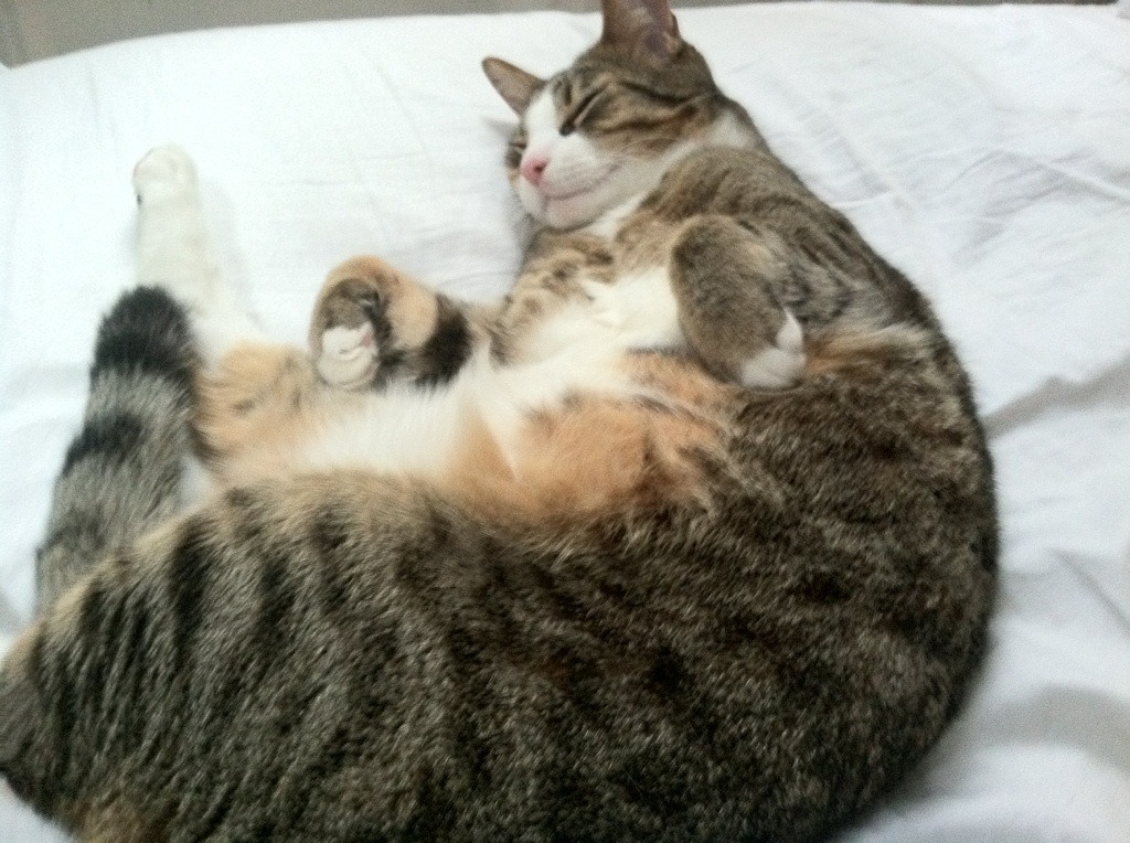 AYX GAMING-新疆男篮内外结合战术逐渐成熟，新疆男篮官宣