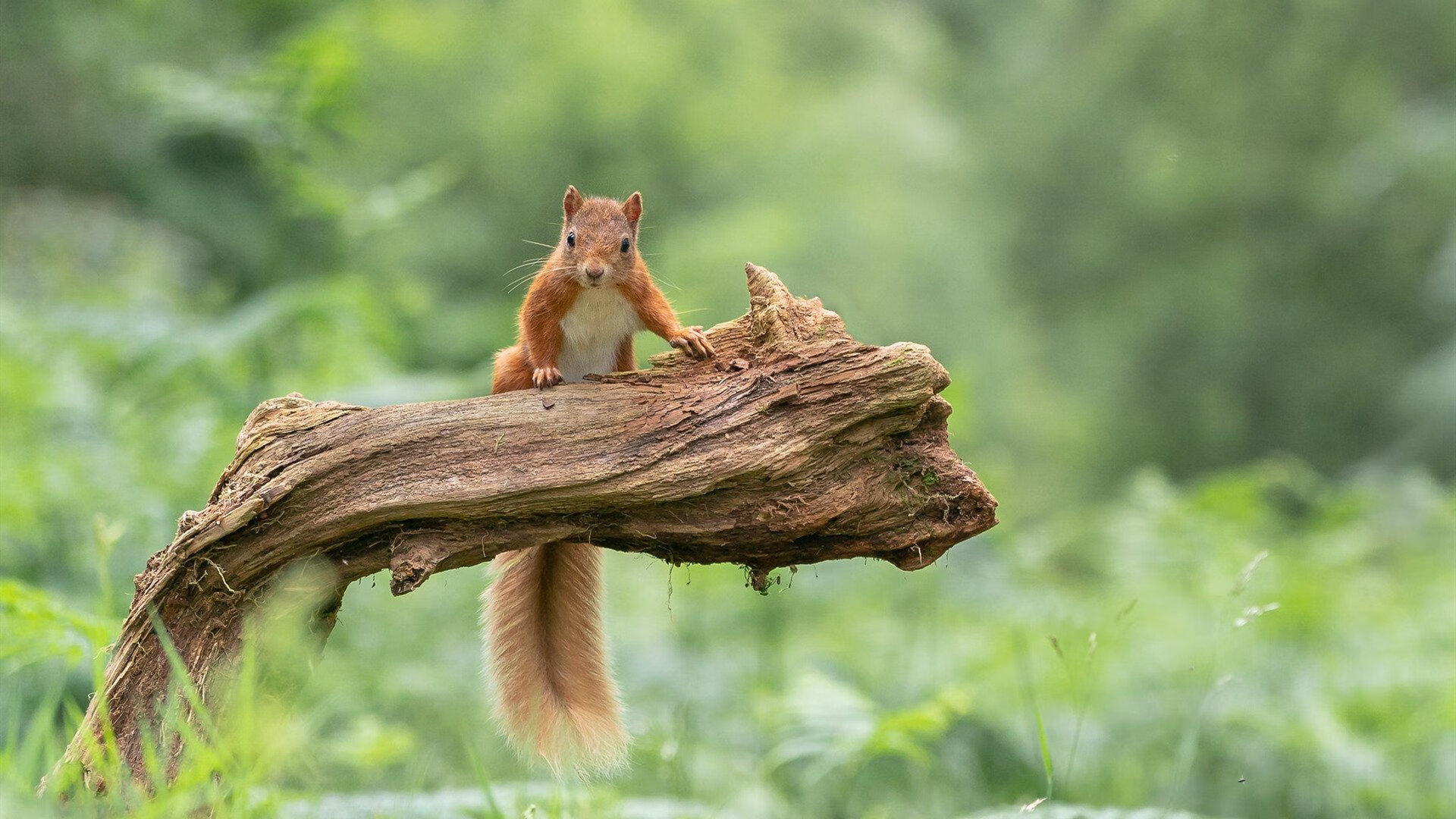 AYX GAME-赫塔菲中场厚度加强缓解防线压力，赫塔菲首发