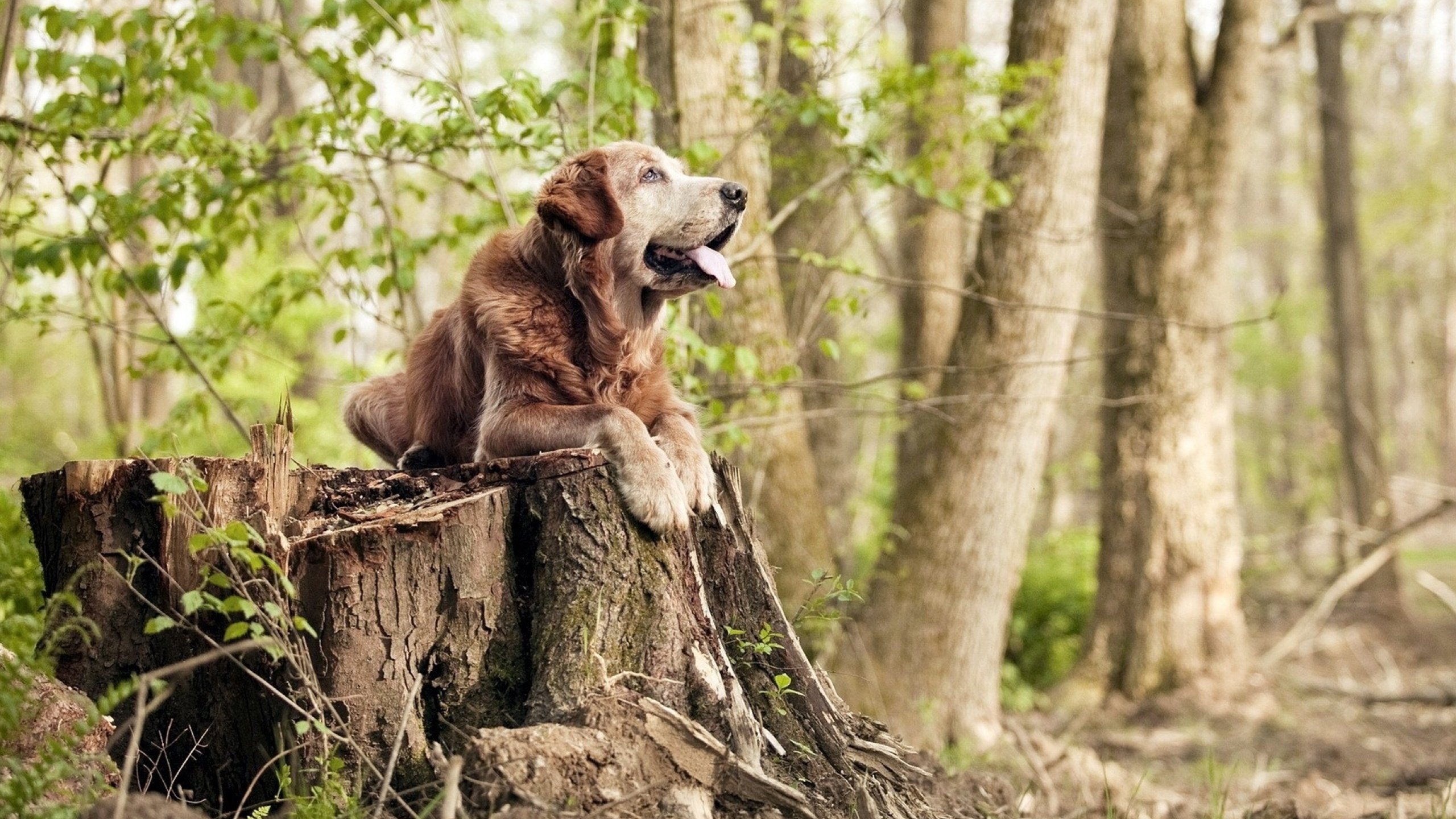 AIYOUXI.COM-团队配合诠释完美攻防，高效的团队配合