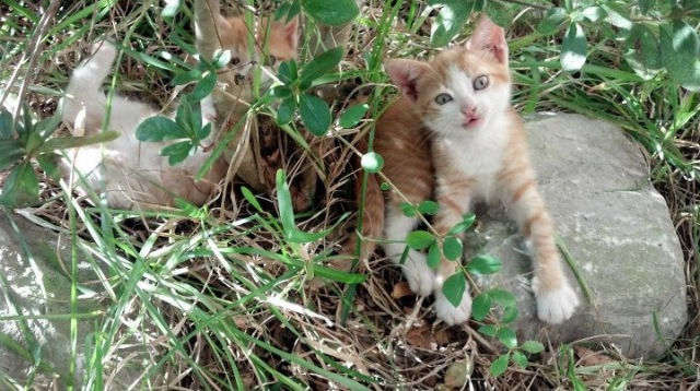 AYX GAMING-独行侠前锋发布个人训练集锦引发热议，独行侠大前锋