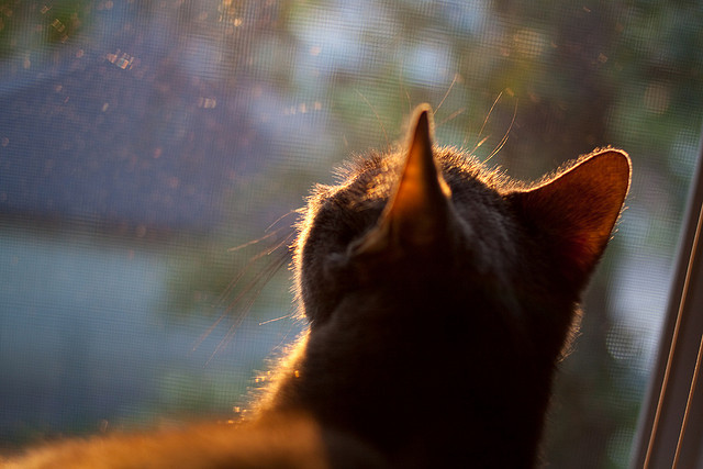 AIYOUXI.COM-美国女子接力队冲刺表现成夺冠关键，美国女子接力队重赛